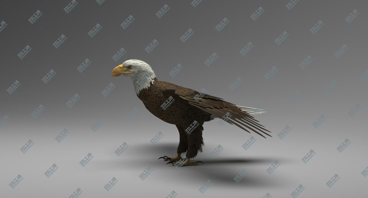 images/goods_img/202104094/3D model American Bald Eagle/4.jpg
